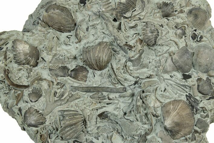 Fossil Brachiopod & Bryozoan Plate (Multiple Species) - Ohio #325696